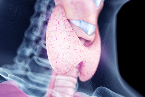 Glândula tireoide em destaque no pescoço humano, mostrada em tom rosado, ilustrando sua anatomia e localização no corpo.